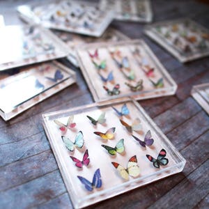 Miniature Butterfly Collection Original Artwork 3D Butterflies Dollhouse Decor 1-Inch Scale Miniatures image 5