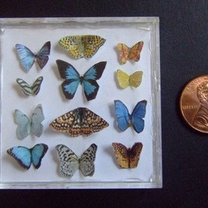 Miniature Butterfly Collection Original Artwork 3D Butterflies Dollhouse Decor 1-Inch Scale Miniatures image 9
