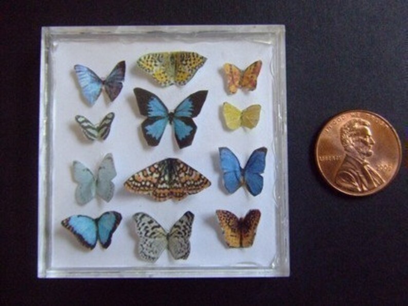 Miniature Butterfly Collection Original Artwork 3D Butterflies Dollhouse Decor 1-Inch Scale Miniatures image 9