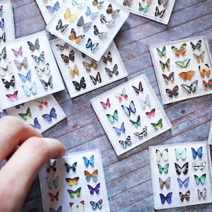 Miniature Butterfly Collection Original Artwork 3D Butterflies Dollhouse Decor 1-Inch Scale Miniatures image 1
