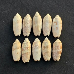 May include: Ten smooth, light brown seashells with a pointed tip and a slightly curved shape. The shells have a subtle pattern of brown lines.