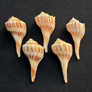 May include: Five brown seashells with a spiral pattern and a pointed tip. The shells are arranged in a semi-circle on a black background.
