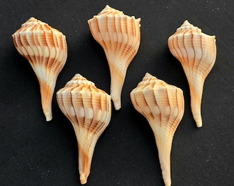 Sanibel Island Lightning Whelk Seashells for Crafting and Decoration