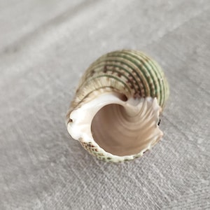May include: A close-up of a seashell with a spiral shape. The shell has a beige and green striped pattern on the exterior and a smooth, light brown interior. The shell is resting on a grey surface.