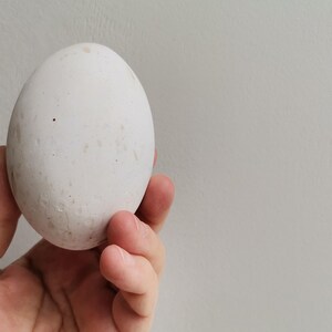 以下が含まれることがあります： ざらざらした質感の白い卵が人の手に握られている