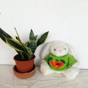Puede incluir: Un conejito de peluche blanco con un suéter verde con un corazón rojo y un diseño de mariquita se sienta sobre una superficie blanca junto a una planta serpiente en maceta con hojas verdes y amarillas.