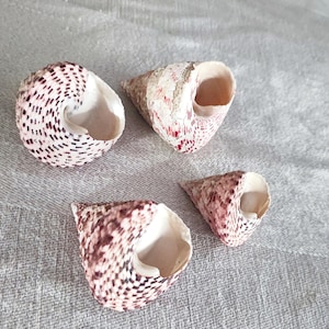 May include: Four seashells with a variety of patterns and colors. Two shells are spiral-shaped with a white base and dark brown spots. The other two shells are cone-shaped with a white and reddish-brown pattern.