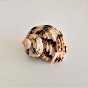 Brown beige conch shell, vintage conch shell find, cockle sea shell in white brown