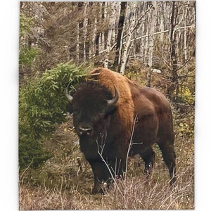 May include: A blanket featuring a bison standing in a forest. The bison has a dark brown body with a reddish-brown mane. The background includes trees and foliage, creating a natural scene. The blanket is a square shape.