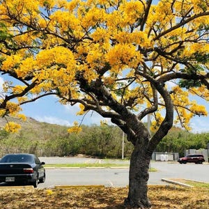 TaLL Yellow Flamboyan/Delonix regia/ Live Tropical Flower Tree 2ft