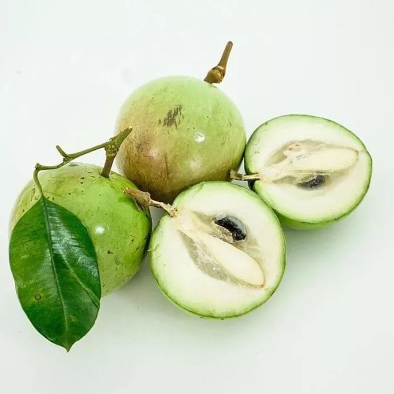 Tall Caimito Green Star Apple /chrysophyllum Cainito/ Live Fruit Tree ...