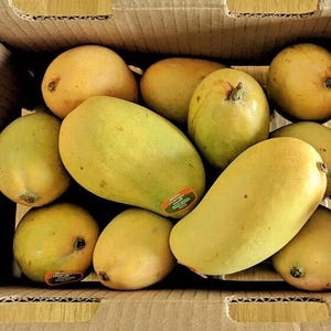 Big Grafted  Ataulfo Mango Live Fruit Tree (2-3ft) Mangifera Indica arbol de mango Injertado