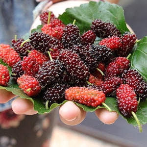 Mulberry Morus (plant Live fruit tree) (1-2ft) MULBERRIES/ mulberry live fruit tree