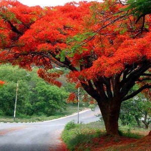 Red Flamboyan Tree /Delonix regia/ Royal Poinciana 2-3ft