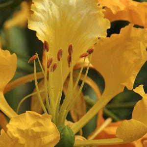 Yellow Flamboyan/Delonix regia/ Live Tropical Flower Tree 12inch-24inch