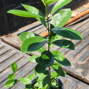 Tall Yellow Strawberry Guava Live Fruit Tree - 2-3 ft