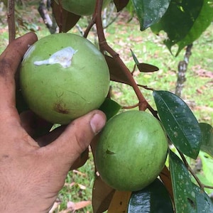 Tall Caimito Green Star Apple /chrysophyllum Cainito/ Live Fruit Tree ...
