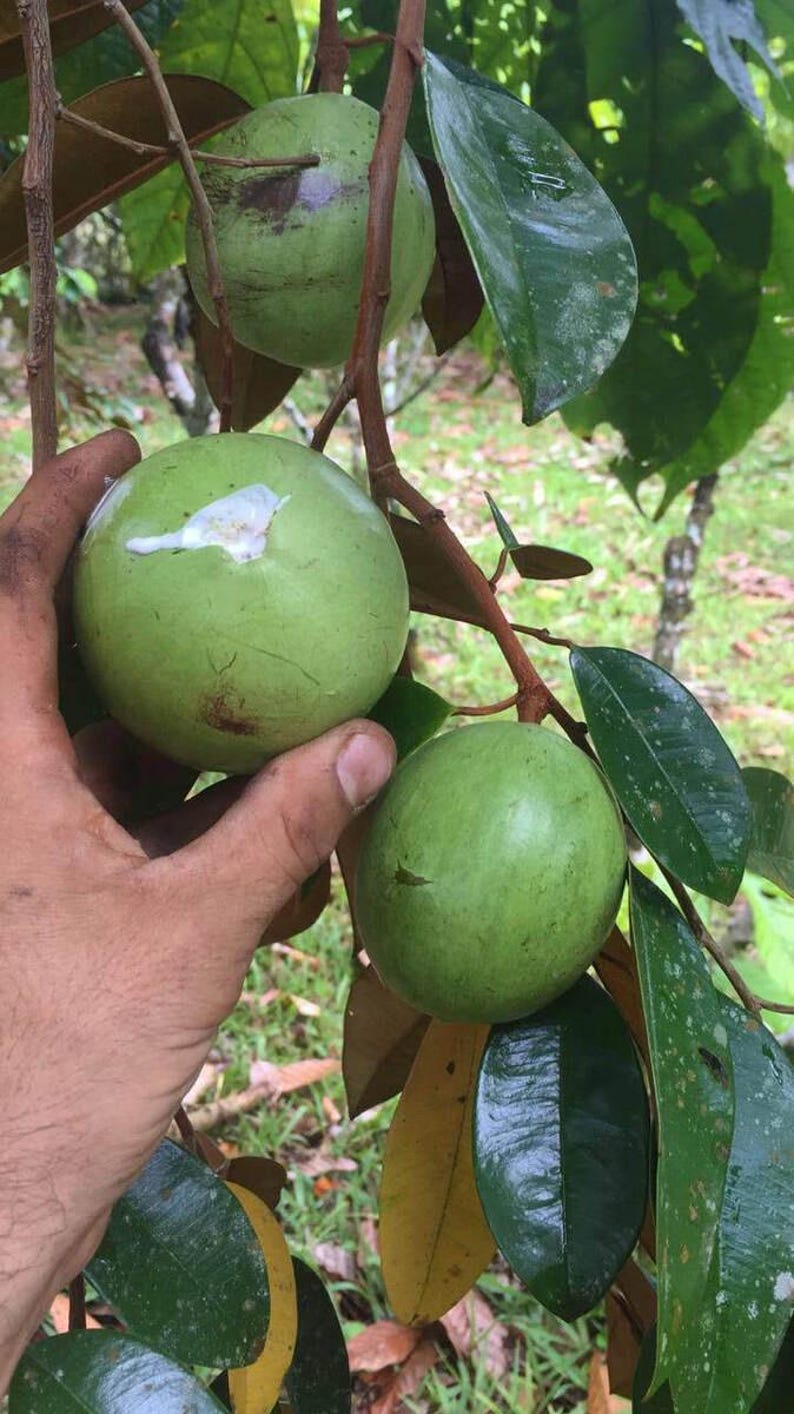Tall Caimito Green Star Apple /chrysophyllum Cainito/ Live Fruit Tree ...