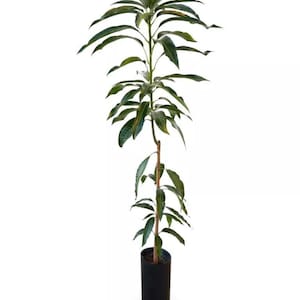 Grafted Lemon Zest Mango live fruit Tree (Mango Irwin Injerto). (2ft) mangifera indica