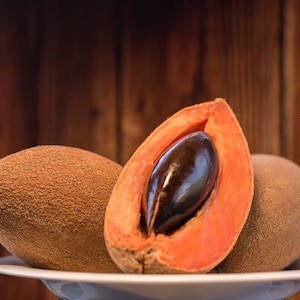 TALL Mamey Sapote (Pouteria sapota) Live Tropical Tree 2-3ft