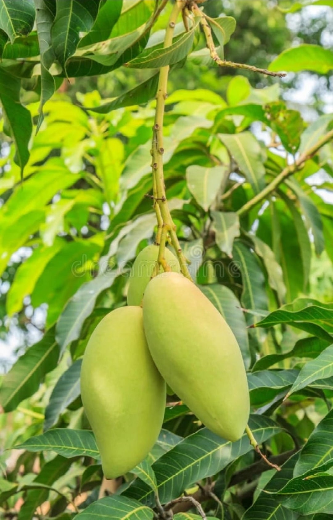 Mango Tree (pineapple Strain)manglifera 2 FT Grafted - Etsy