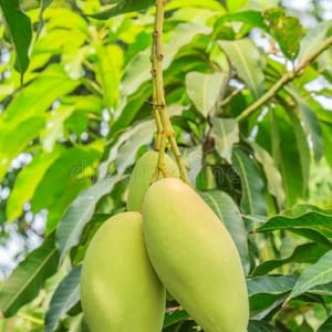 May include: Close-up of a mango tree branch with three green mangoes hanging from it. The mangoes have a smooth, oblong shape and a pale green color with a hint of yellow. The background is filled with green leaves.