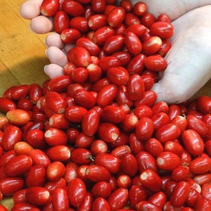 Miracle Fruit Live Fruit Tree(synsepalum Dulcificum) (10”to14”) Magic Berry Plant