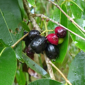 May include: Close-up of a branch with dark purple and red berries. The berries are growing on a green leafy branch.