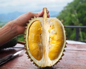 Durian (Durio zibethinus) Live Fruit tree (10 inches - 1 ft)