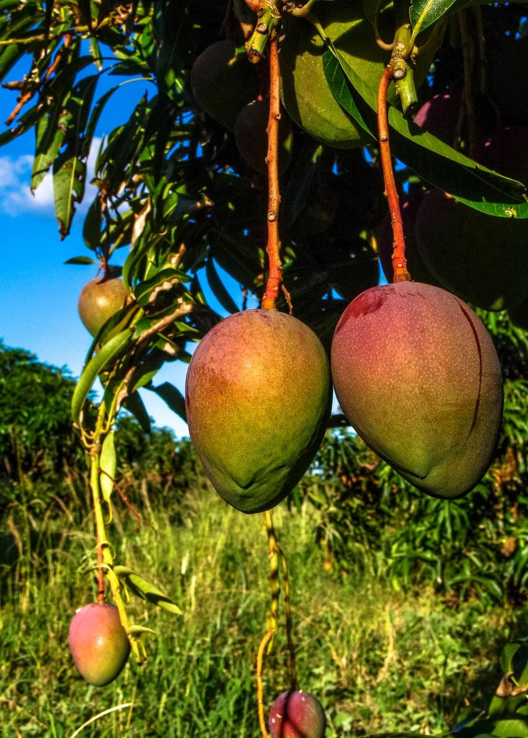 Glenn Mango Tree: Live Fruit Tree, Home Garden Ready (10-16 inches)