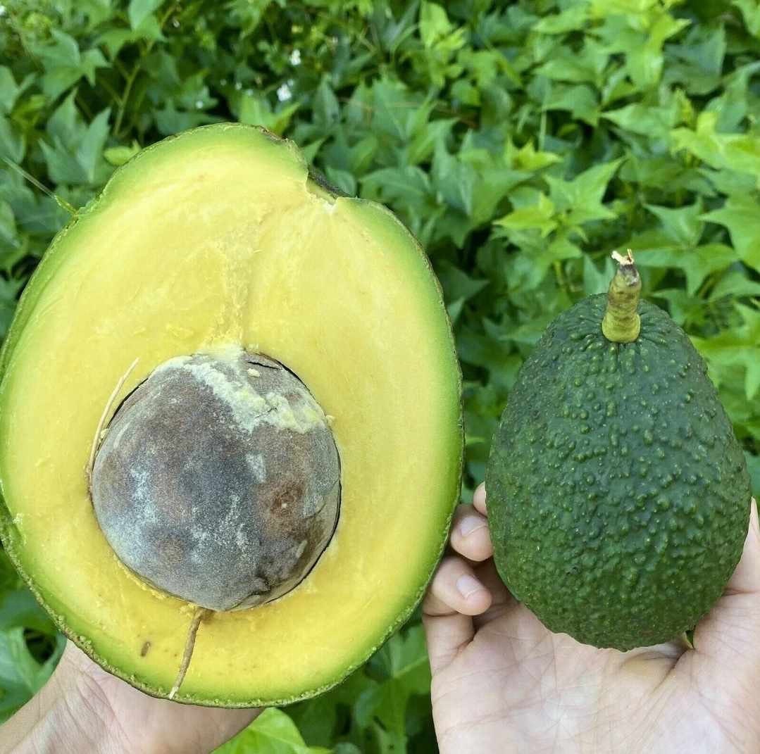 Grafted avocado Marcus.(Persea americana)live fruit tree (1-2ft) aguacate de injerto