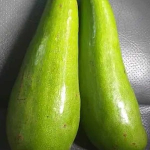 Wilson Popenoe Avocado Tree (Perseamericana)Live Avocado tree 1ft