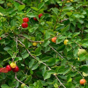 Barbados Cherry live fruit tree (Malpighia emarginata). (Acerola). 12-24”