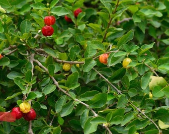 Barbados Cherry live fruit tree (Malpighia emarginata). (Acerola). 12-24”