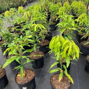 May include: A nursery scene featuring numerous young mango trees in black plastic pots. The trees have vibrant green leaves and are supported by wooden stakes. The pots are arranged on a black surface, creating a visually appealing display of cultivated plants.
