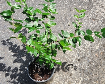 Flowering Pitanga (Surinam Cherry) (Eugenia uniflora) live fruit tree (2-3ft)