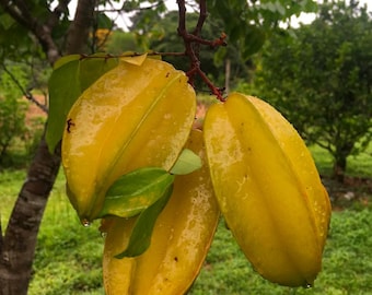 Grafted Star Fruit Tree (2-3ft): Averrhoa Carambola