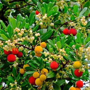 Big MADROÑO Live Frui Tree /arbutusunedo/ Strawberry Tree 2ft to 3ft - Etsy