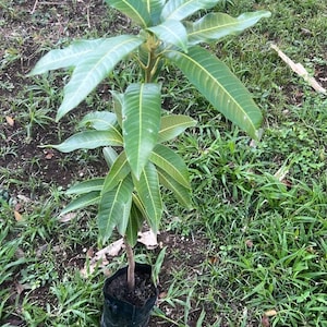 Grafted mango Haden (Mangifera indica) (1-2ft) Live Fruit tree mango Injertado