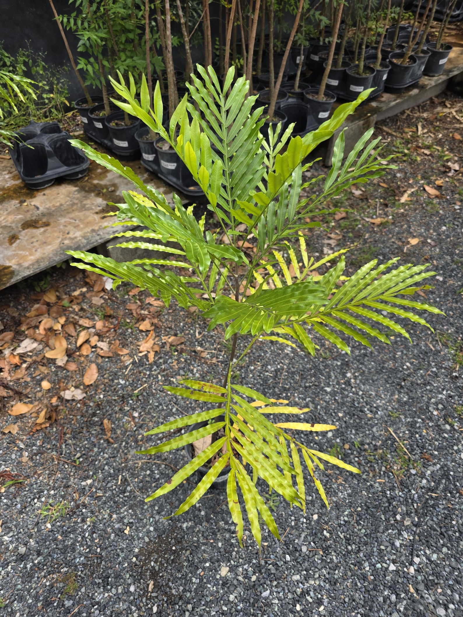 Lygodium Japonicum ( Japanese Fern Tree) 1 Ft / 2 Ft Arbol De Helecho