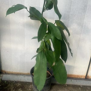 Big MADROÑO Live Frui Tree /arbutusunedo/ Strawberry Tree 2ft to 3ft - Etsy