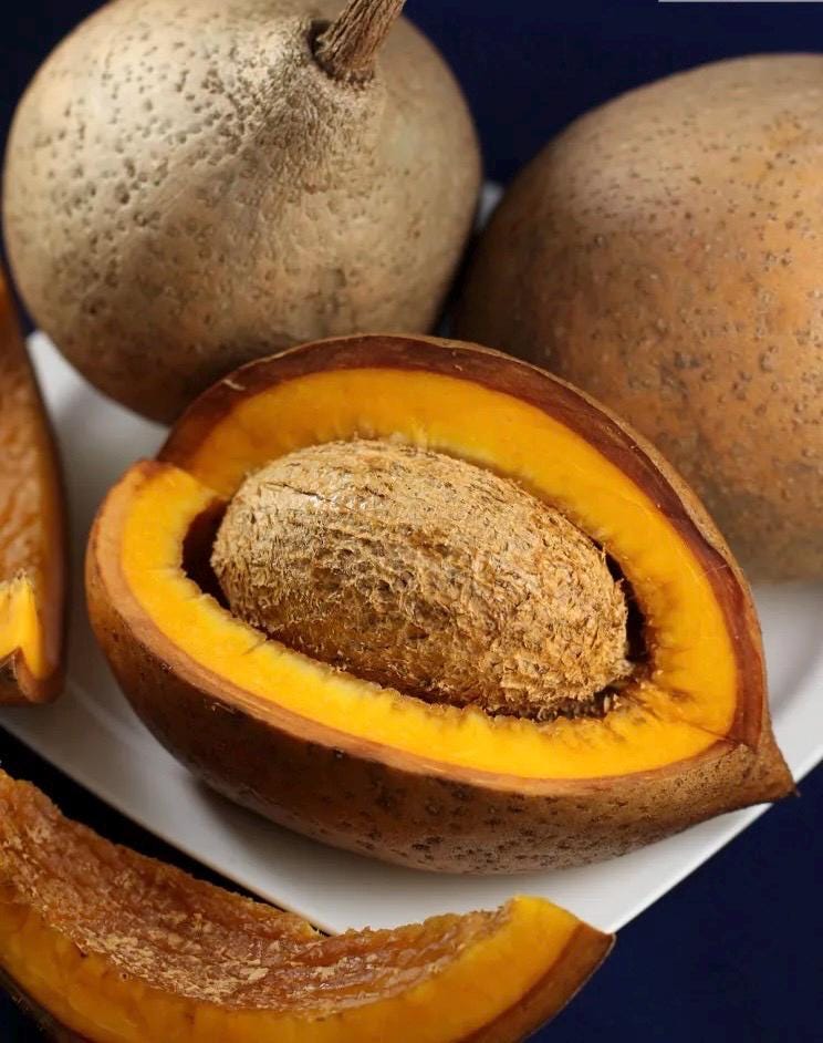 Mamey Criollo Americano (mammea americama ) Live FruiT tree 12inch-24”
