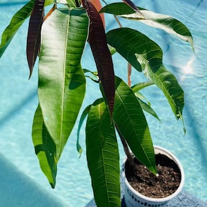 Ataulfo Mango Tree Seedling: Fast-Growing, High-Yield