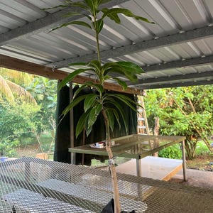 May include: A young mango tree with vibrant green leaves and a slender trunk. The tree is in a black plastic pot, ready for planting. The image is taken outdoors, under a metal roof, with a glimpse of the surrounding greenery.