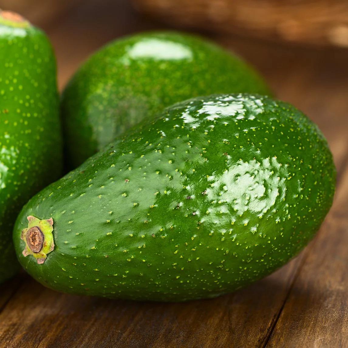 Grafted Avocado Fuerte(persea Americana)live Fruit Tree(1-2ft