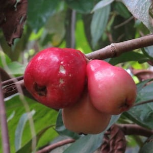 Pomarosa (syzygium jambos) wax Jambu red live fruit tree (1-2ft)