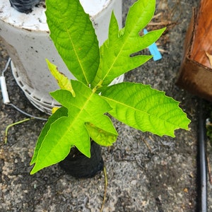 May include: A small green plant with large, deeply lobed leaves growing in a black pot. The plant is sitting on a white plastic bucket.