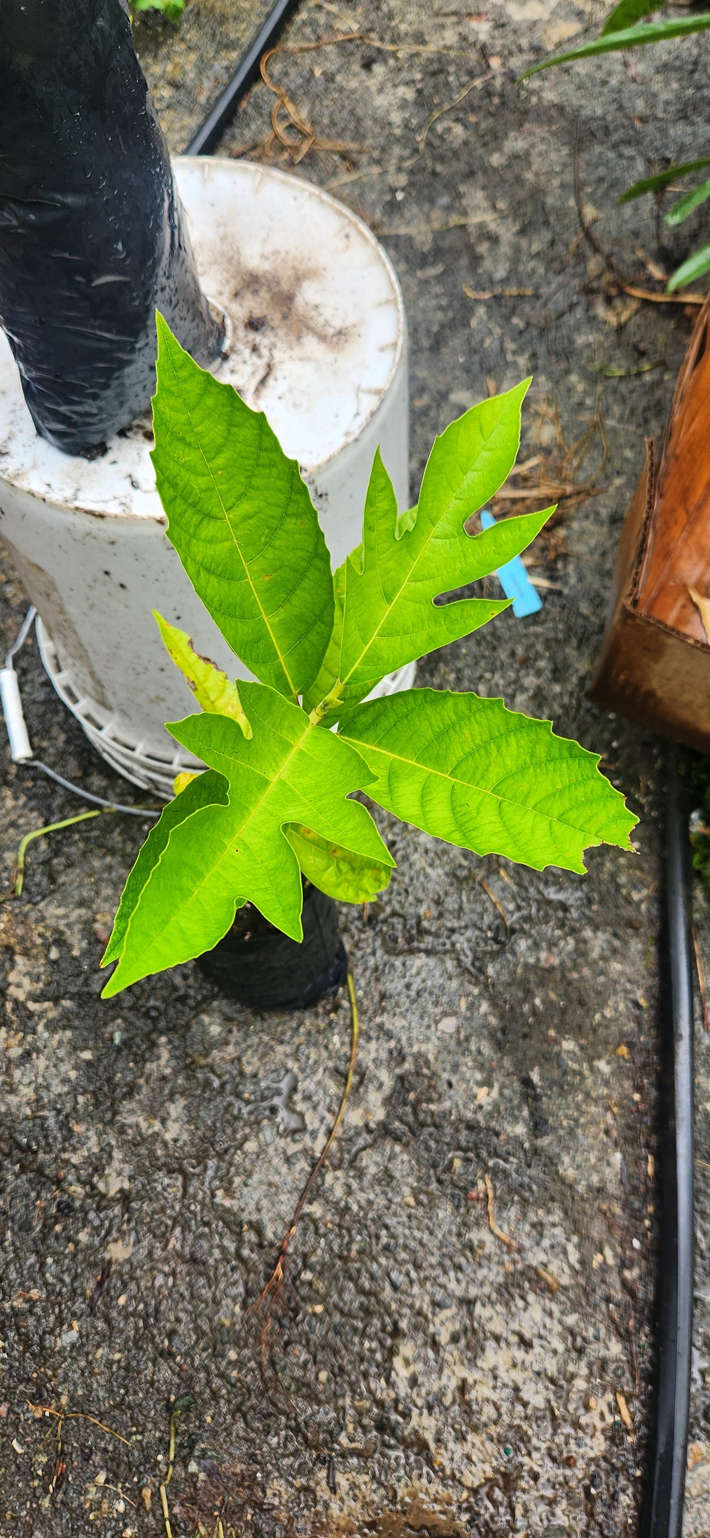 Breadfruit Live Tree (10 inches to 1ft)
