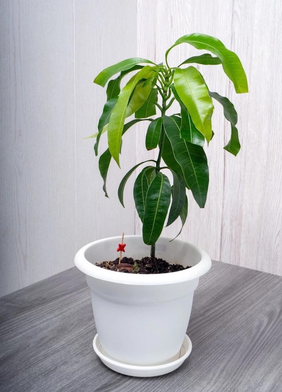 monstera epipremnoides Monstera epipremnoides 'Esqueleto' – Foliage Dreams
