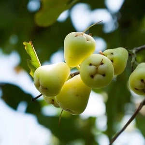 Big White Pumarose/ Jambu Tree/ Wax Jambu 2-3ft plant